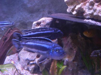 Melanochromis maingano blau-schwarz in 58553 Halver abzugeben