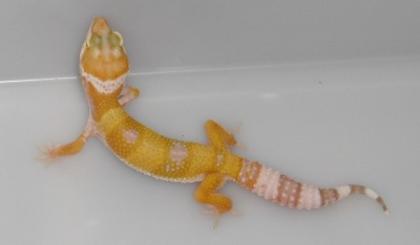 Leopardgeckonachzuchten 2022