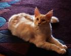 Maine Coon-Teenies suchen Familienanschluss