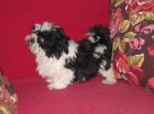CHIHUAHUA-Wunderschone Welpen Ruden weibchen