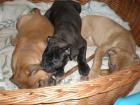 Südafrikanische Bulldogge Boerboel-Mix