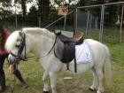 12jähriger Ponyhengst